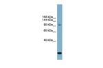 KCC1 Polyclonal Antibody