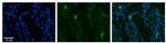 SLCO2B1 Polyclonal Antibody