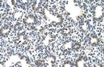 SLC43A3 Polyclonal Antibody