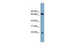 SLC24A4 Polyclonal Antibody
