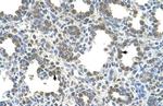 SLC26A5 Antibody in Immunohistochemistry (IHC)