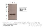 MTUS1 Polyclonal Antibody