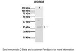 WDR33 Polyclonal Antibody