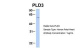 PLD3 Polyclonal Antibody