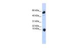 C1orf151 Polyclonal Antibody
