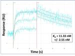 RHOT1 Antibody in Surface plasmon resonance (SPR)