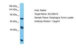 SLC38A10 Polyclonal Antibody