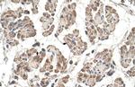 MOSPD3 Polyclonal Antibody