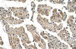 CLCC1 Polyclonal Antibody