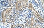 CRELD1 Antibody in Immunohistochemistry (IHC)