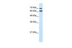 FAM55D Antibody in Western Blot (WB)