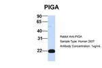 PIGA Antibody in Western Blot (WB)