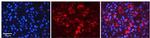 Tapasin Polyclonal Antibody