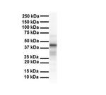 Tapasin Antibody in Western Blot (WB)