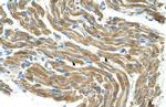 HAL Polyclonal Antibody