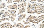 ALDH4A1 Polyclonal Antibody