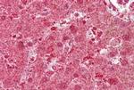 MSP Antibody in Immunohistochemistry (Paraffin) (IHC (P))