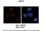 USP16 Polyclonal Antibody