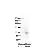RRP1 Antibody in Western Blot (WB)