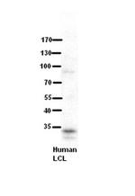RRP1B Antibody in Western Blot (WB)
