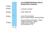 APOBEC3B Polyclonal Antibody