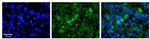 WBP11 Polyclonal Antibody