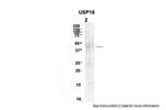 USP18 Antibody in Western Blot (WB)