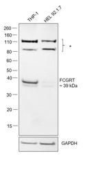 FCGRT Antibody in Western Blot (WB)