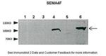 SEMA4F Polyclonal Antibody