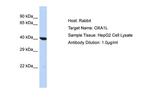 OXA1L Polyclonal Antibody