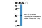 HS3ST3B1 Polyclonal Antibody