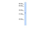 SC4MOL Polyclonal Antibody