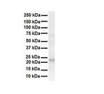 TMED1 Antibody in Western Blot (WB)