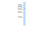 FJX1 Polyclonal Antibody