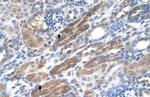KIAA0319 Antibody in Immunohistochemistry (IHC)