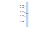 RMDN3 Polyclonal Antibody