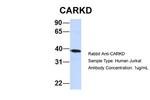 CARKD Antibody in Western Blot (WB)