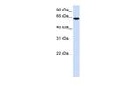 ZNF117 Polyclonal Antibody