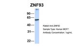 ZNF93 Antibody in Western Blot (WB)
