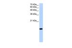 BATF2 Polyclonal Antibody