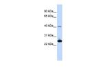 SELS Polyclonal Antibody