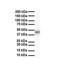 ENO3 Antibody in Western Blot (WB)