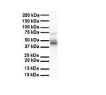 ENO3 Antibody in Western Blot (WB)