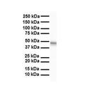SELENBP1 Antibody in Western Blot (WB)