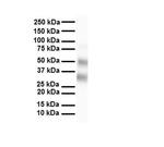 SELENBP1 Antibody in Western Blot (WB)