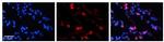 Transketolase Antibody in Immunohistochemistry (Paraffin) (IHC (P))