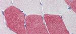 HMGCS1 Polyclonal Antibody