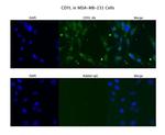 CDYL Polyclonal Antibody