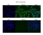 CDYL Antibody in Immunocytochemistry (ICC/IF)