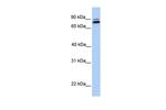 GGT7 Polyclonal Antibody